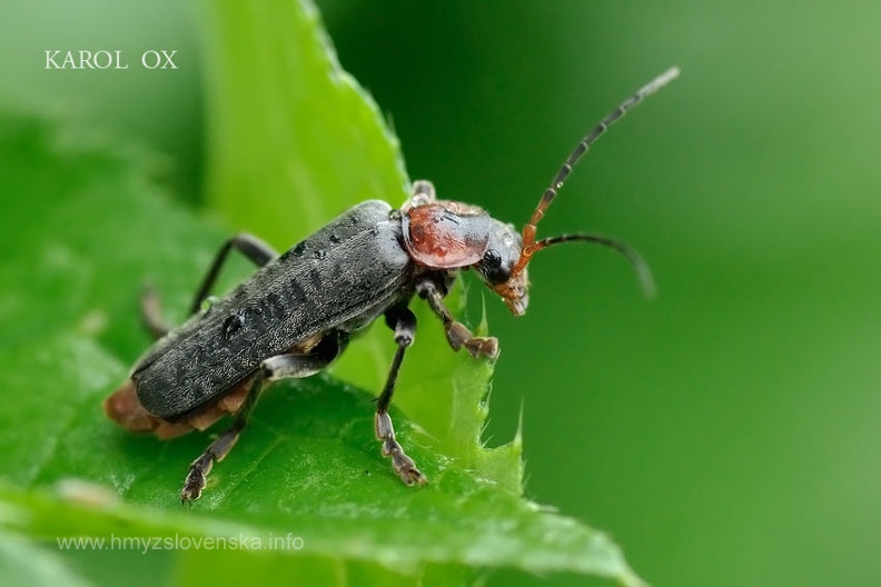 Cantharis fusca (6)
